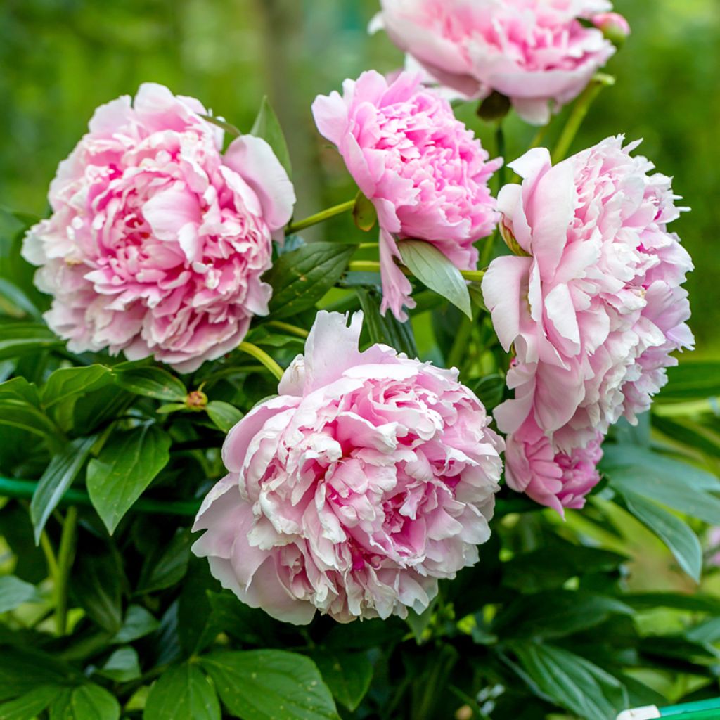Pivoine lactiflora Sarah Bernhardt