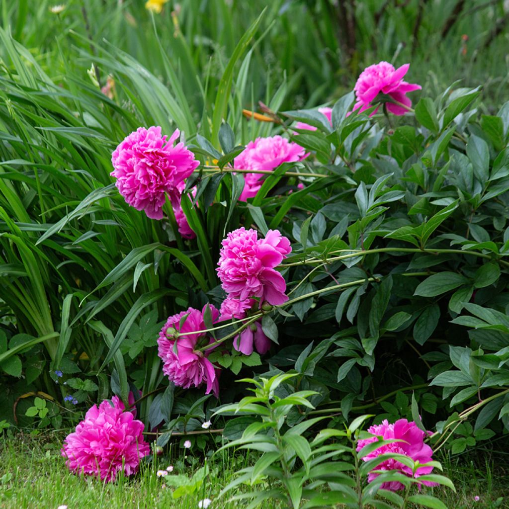 Pivoine lactiflora Sarah Bernhardt