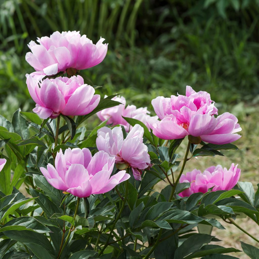 Pivoine lactiflora Sea Shell