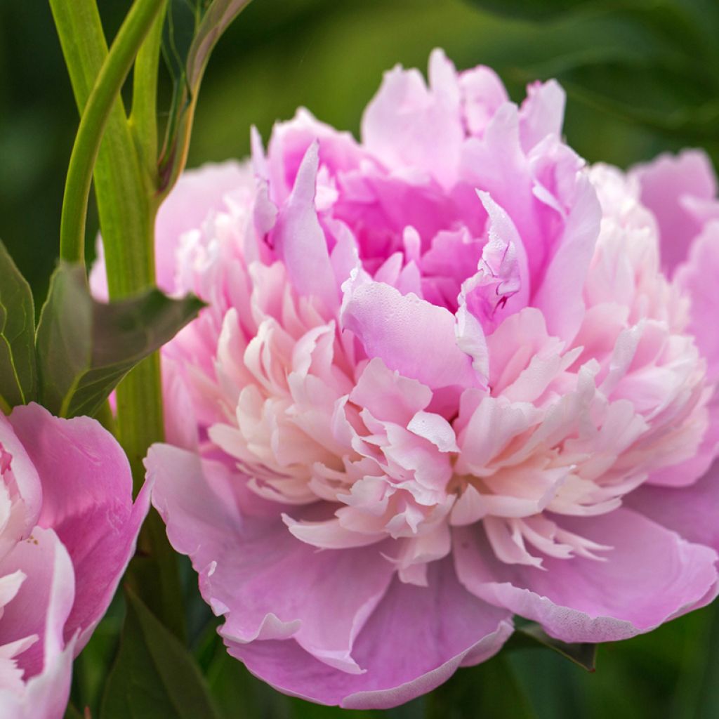 Pivoine lactiflora Sorbet