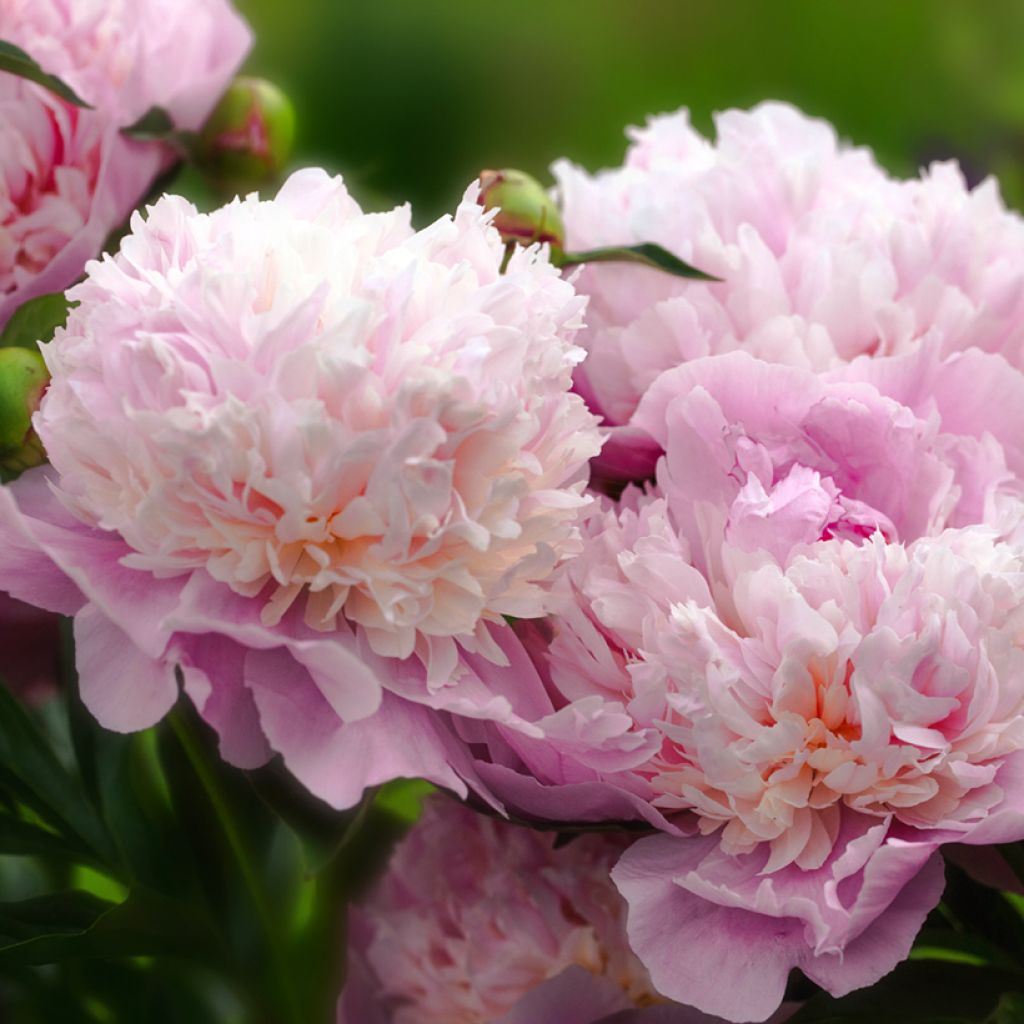Pivoine lactiflora Sorbet