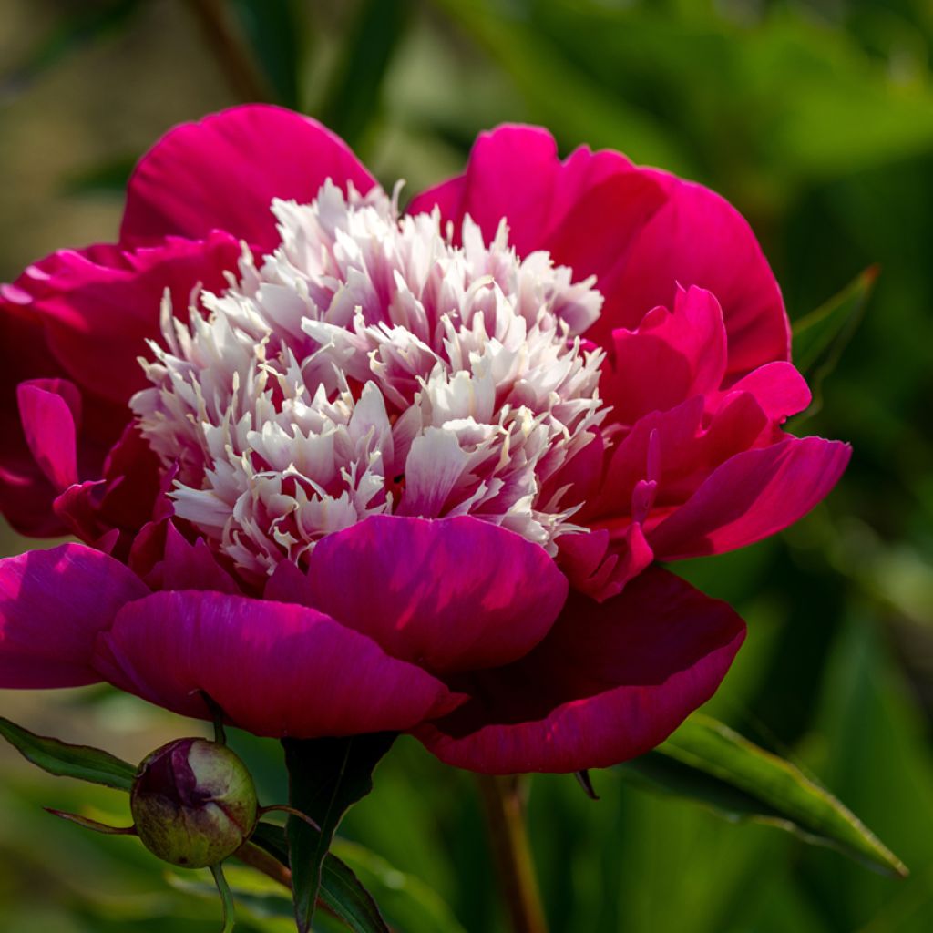 Pivoine lactiflora White Cap