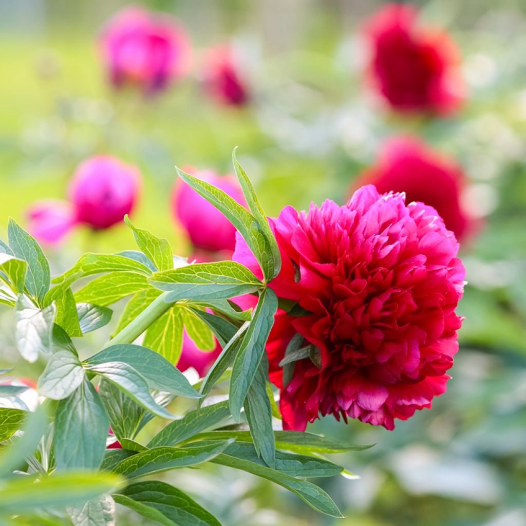 Pivoine officinale Rubra Plena