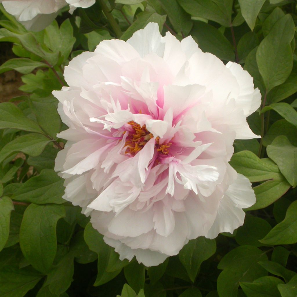 Pivoine arbustive Xue Ying Tao Hua (Peachy Snow) - Paeonia suffruticosa