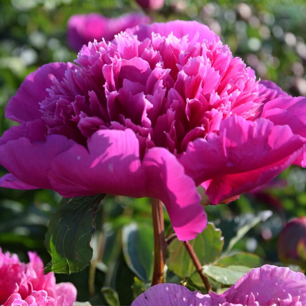 Pivoine lactiflora Purple Spider