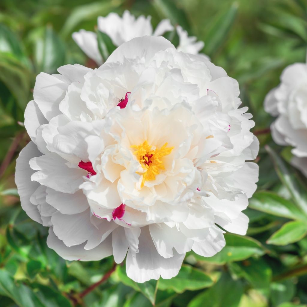 Pivoine lactiflora Festiva Maxima