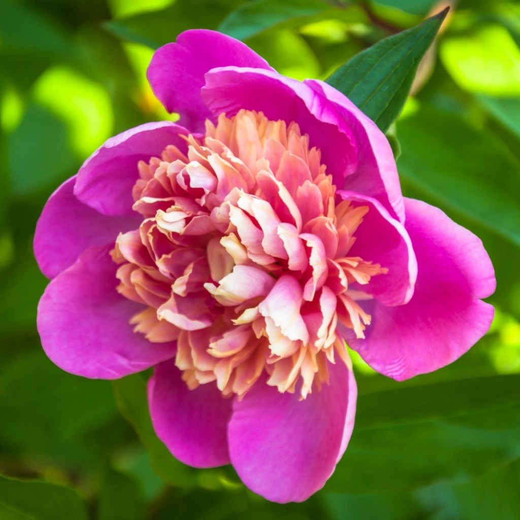 Pivoine lactiflora Madame Emile Debatène