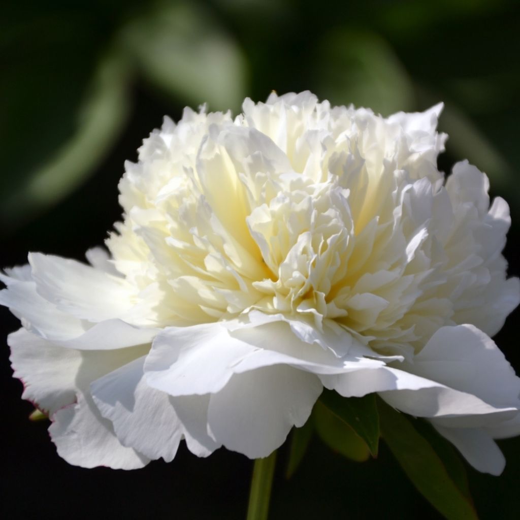 Pivoine lactiflora Primevère 