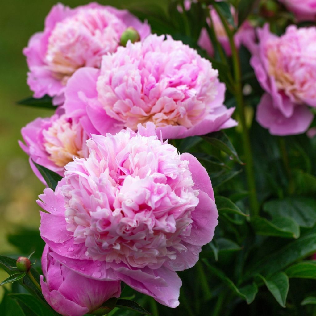 Pivoine lactiflora Sorbet