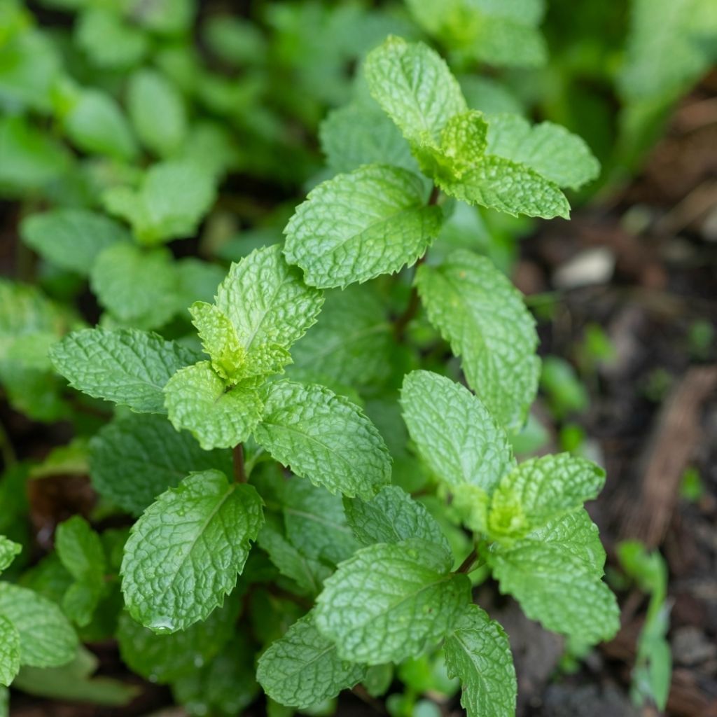 Menthe poivrée - Mentha piperita