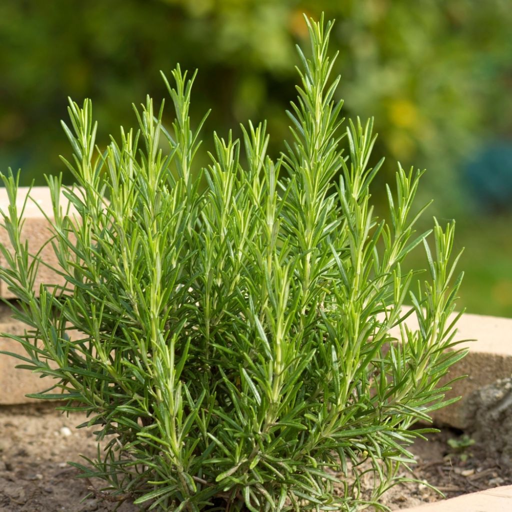 Romarin officinal - Rosmarinus officinalis