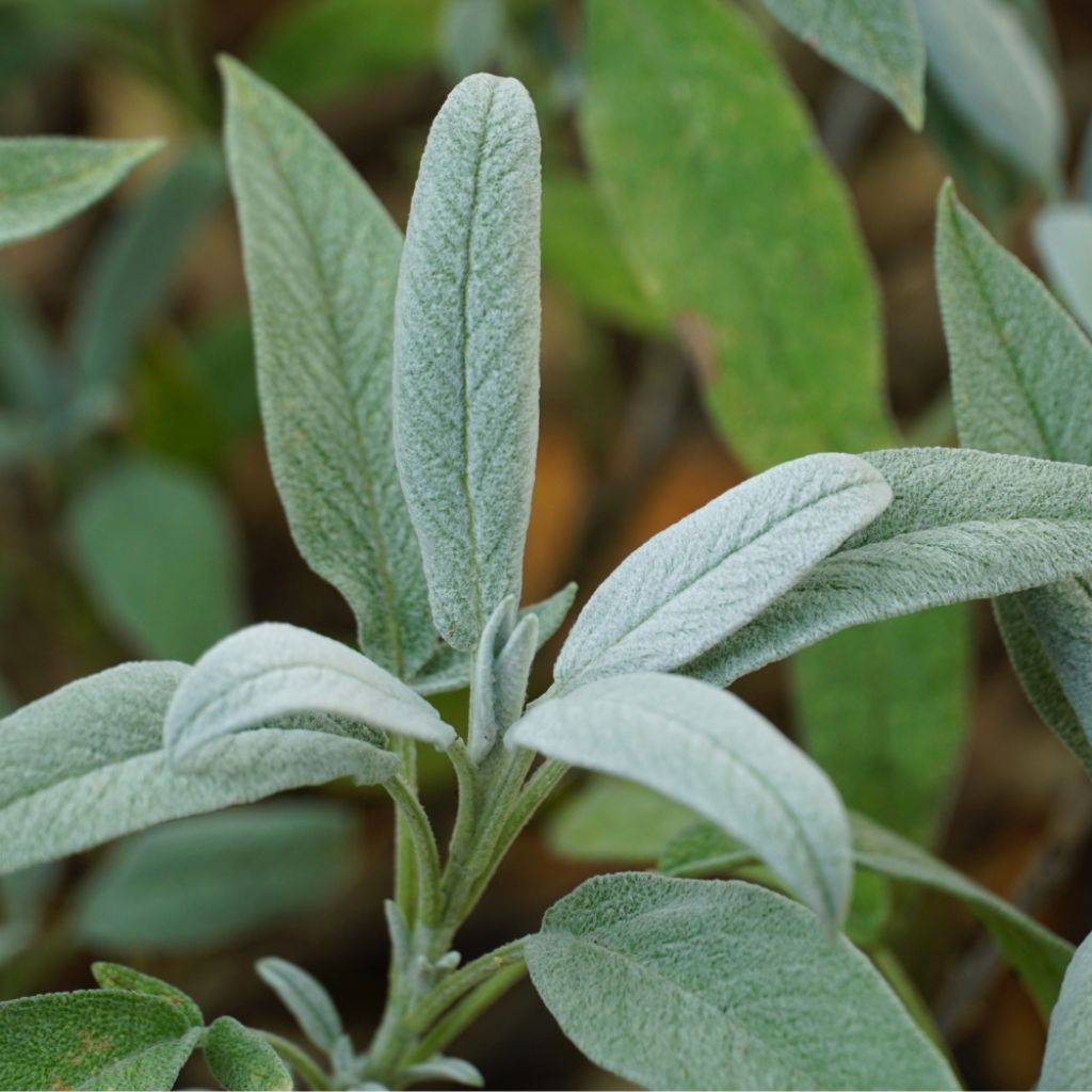 Sauge officinale - Salvia officinalis