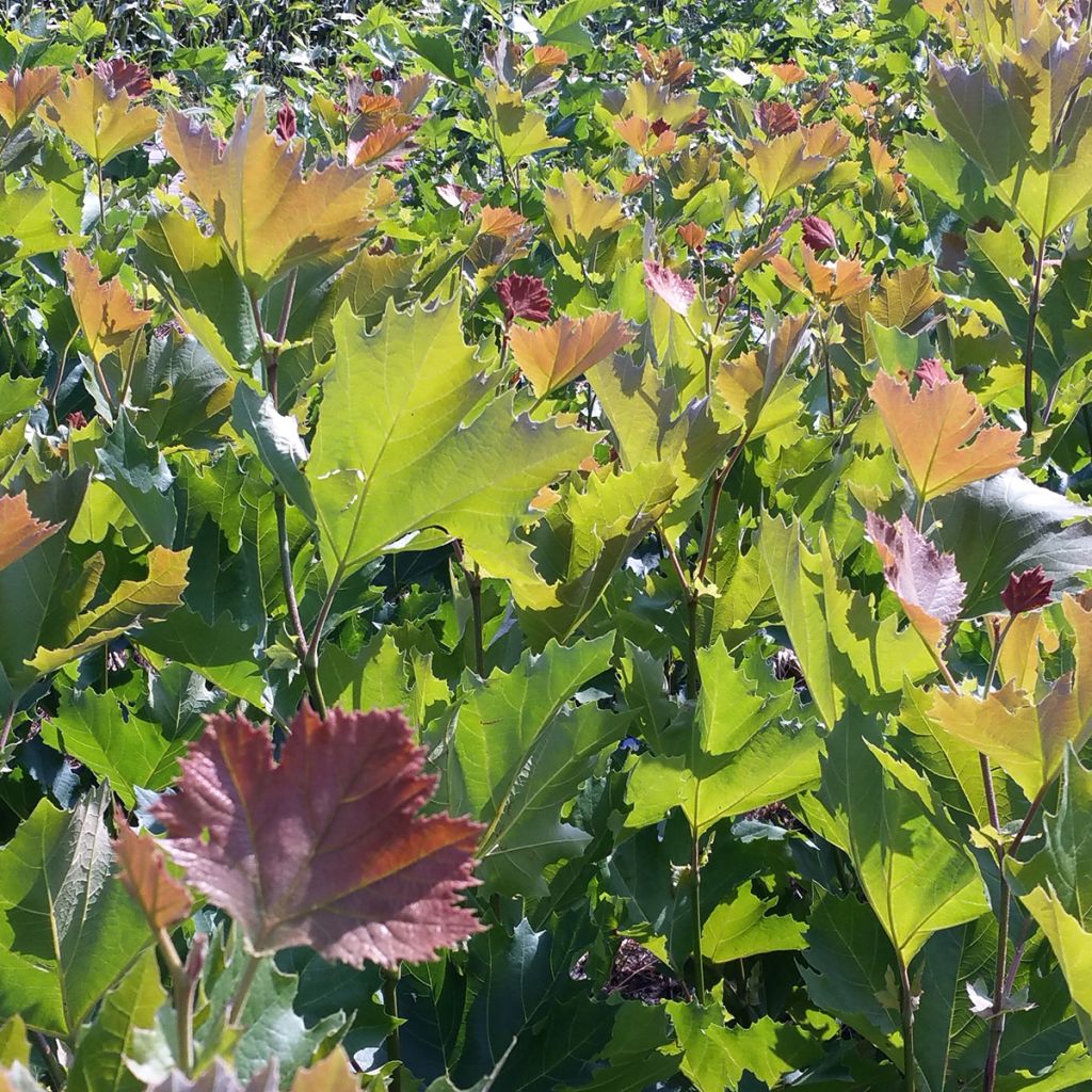Platanus x hispanica Spartan - Platane