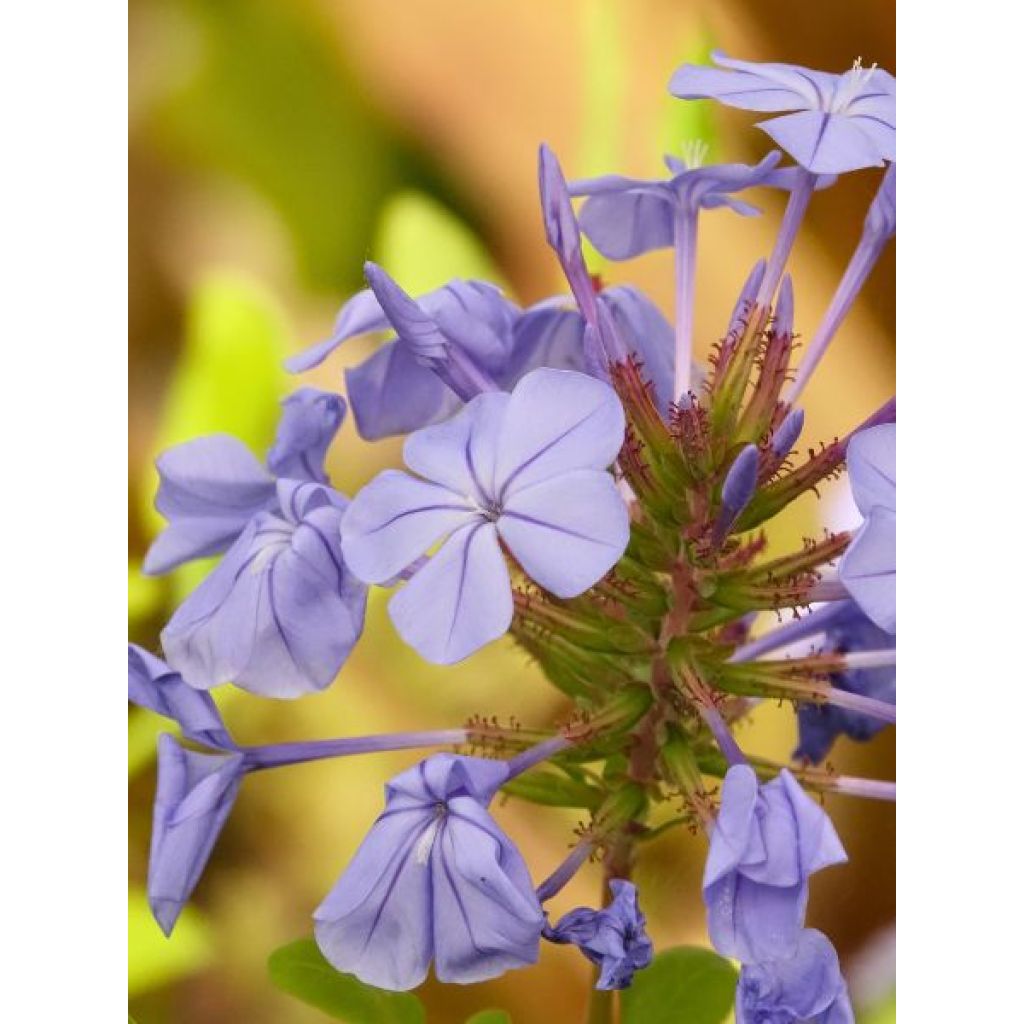 Plumbago auriculata - Plumbago capensis - Dentelaire du Cap