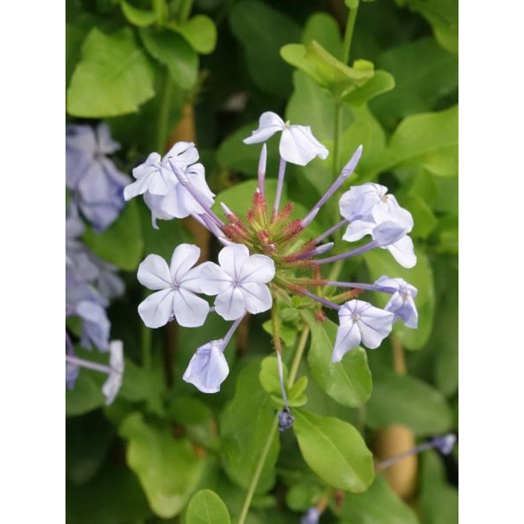 Plumbago auriculata - Plumbago capensis - Dentelaire du Cap