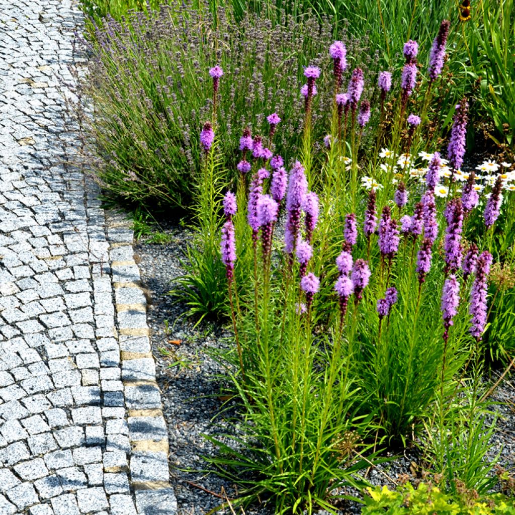 Plume du Kansas ou Liatris spicata Kobold