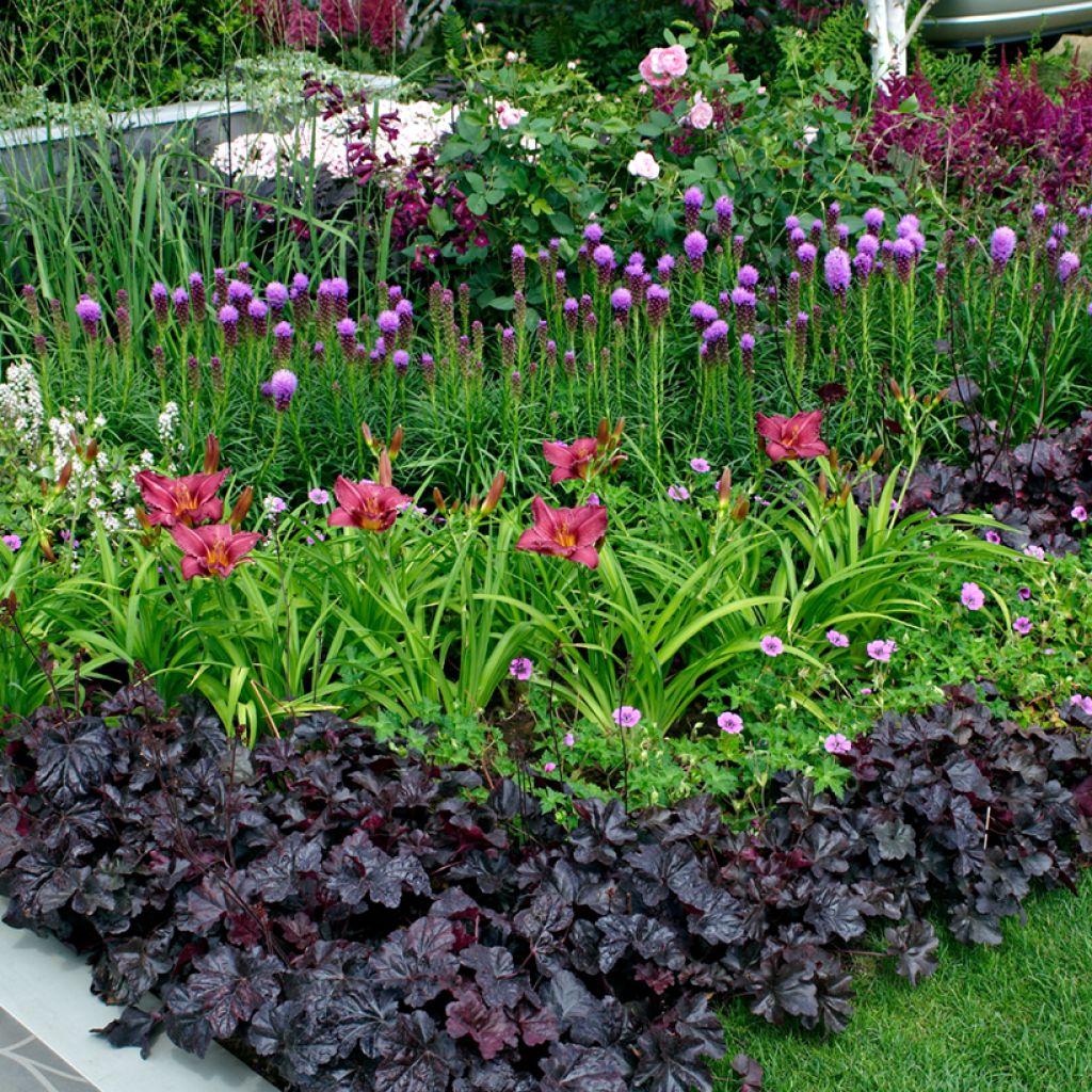 Plume du Kansas ou Liatris spicata Kobold