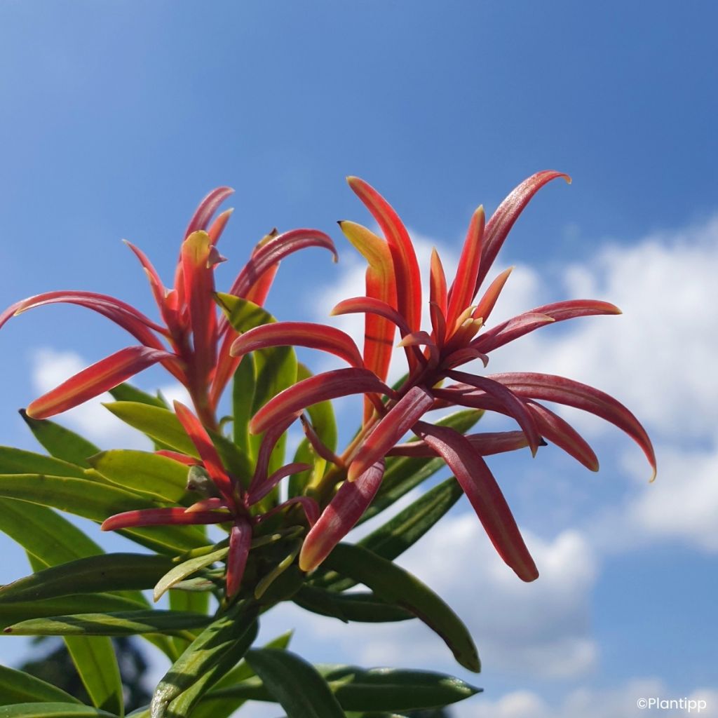 Pin des bouddhistes - Podocarpus macrophyllus Mood Ring