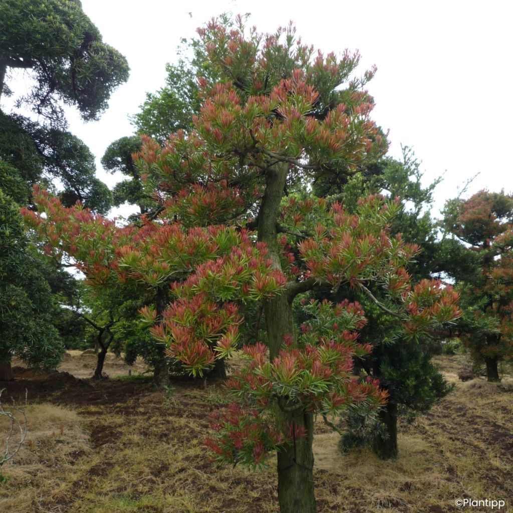 Pin des bouddhistes - Podocarpus macrophyllus Mood Ring