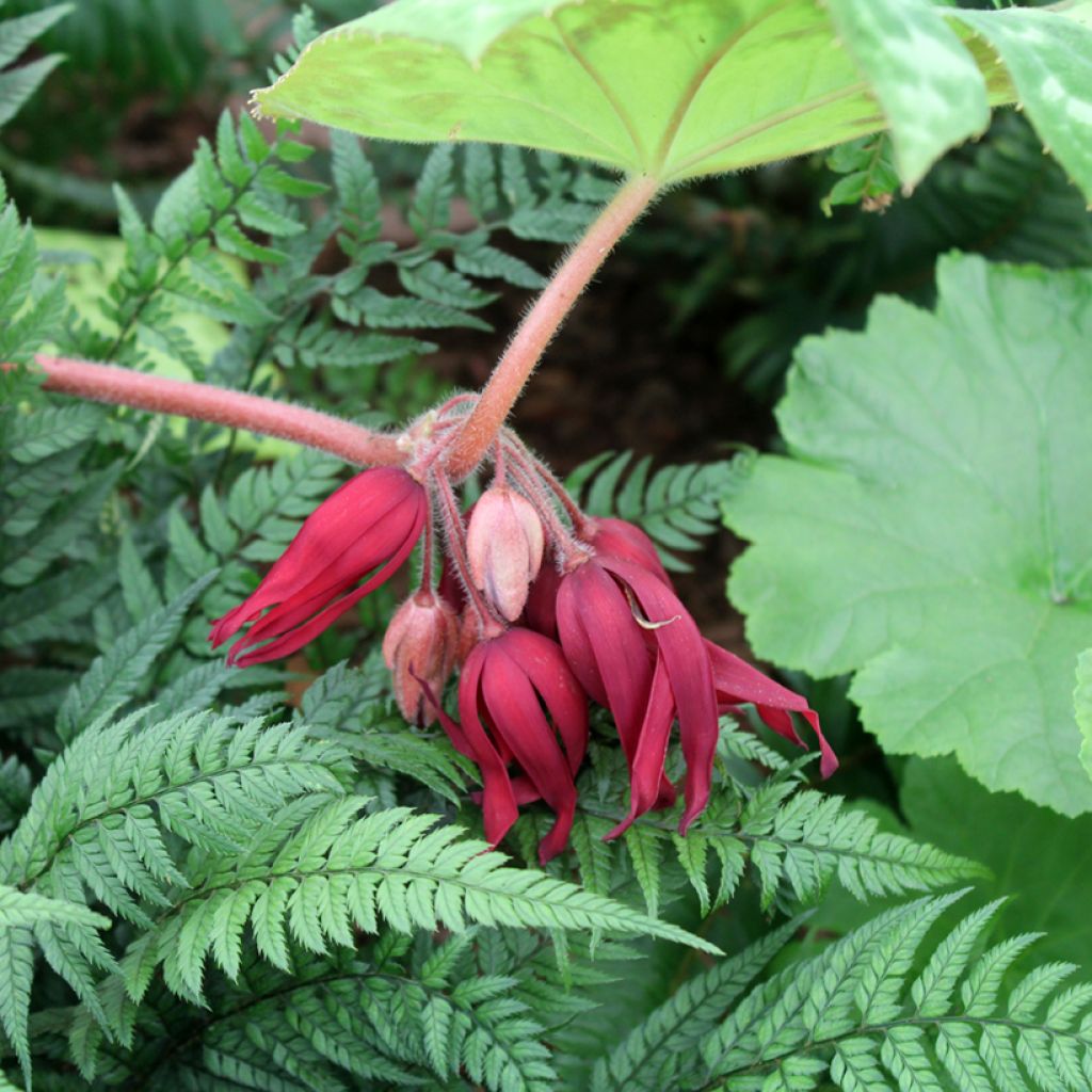 Podophyllum Spotty Dotty - Dysosma