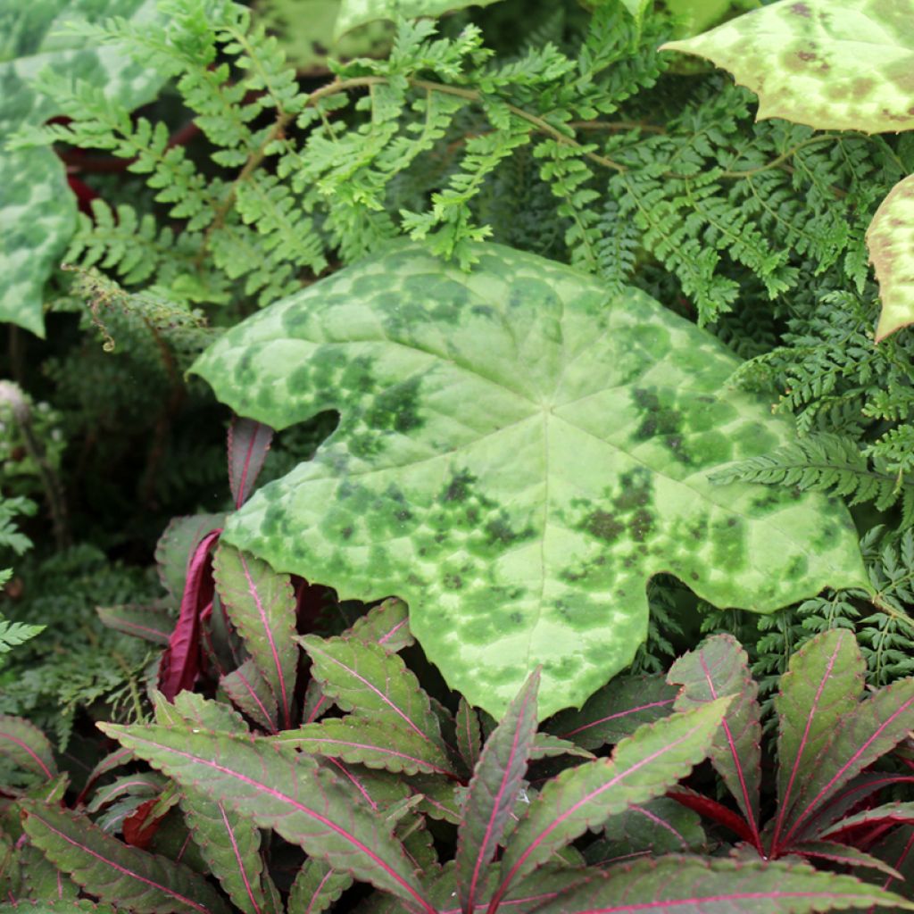 Podophyllum Spotty Dotty - Dysosma