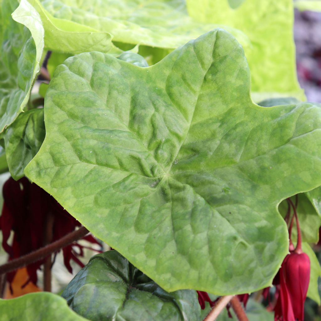 Podophyllum Spotty Dotty - Dysosma