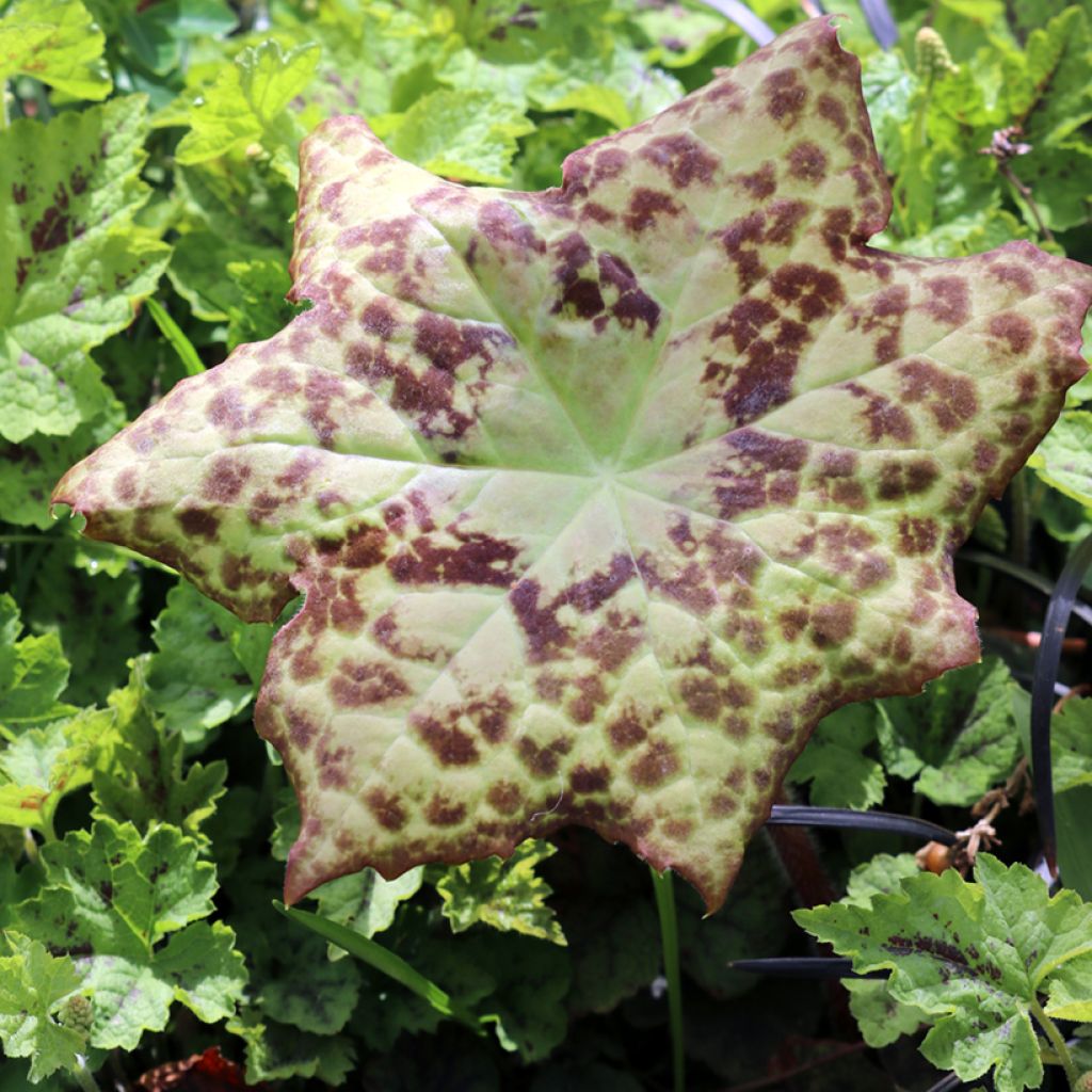 Podophyllum Spotty Dotty - Dysosma