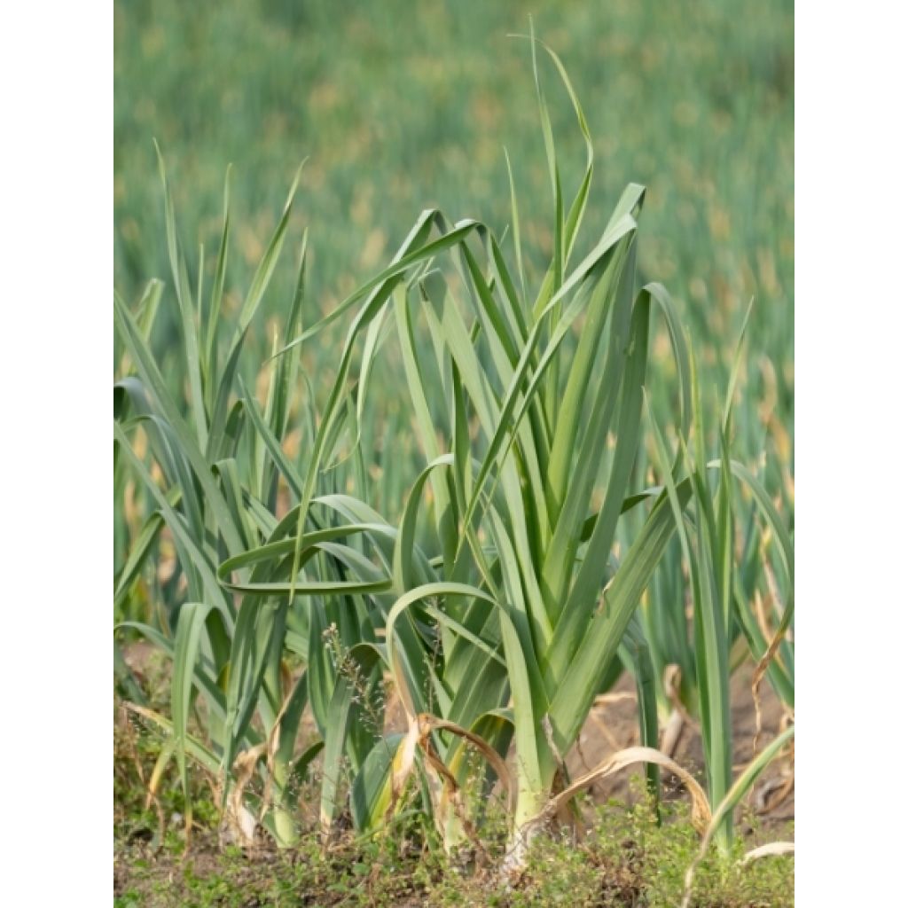 Poireau perpétuel des vignes BIO - Allium ampeloprasum - Poireau vivace