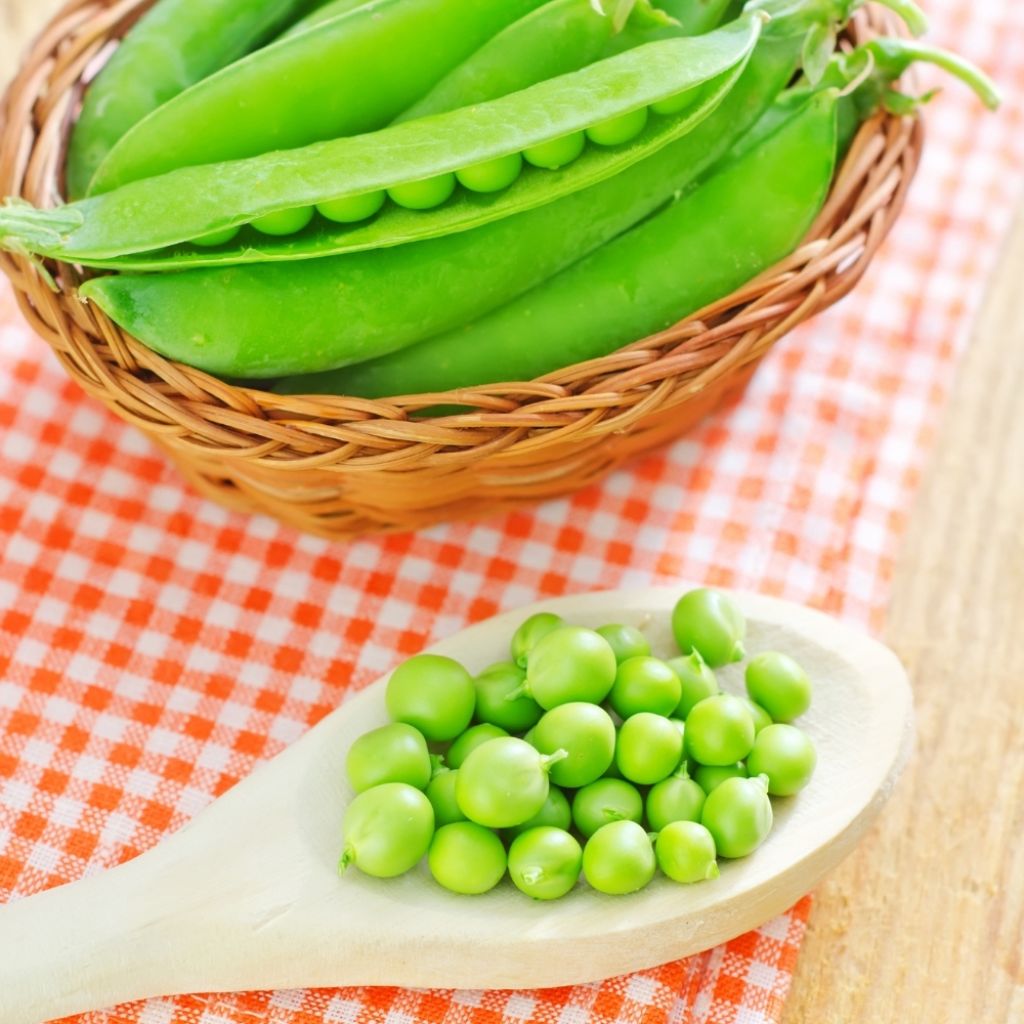 Pois nain Téléphone à grains ridés  - Pisum sativum