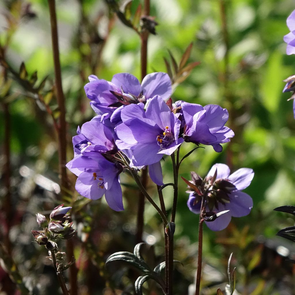 Polemonium Bressingham Purple 