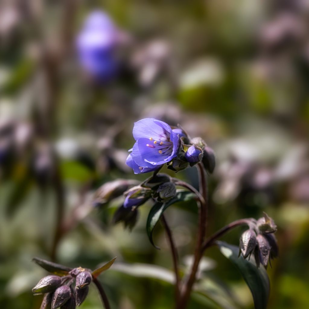 Polemonium hybride Heaven Scent - Valériane grecque