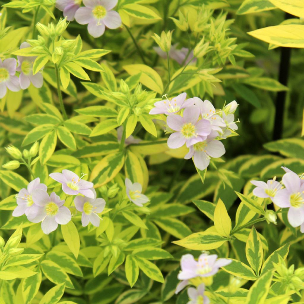 Polemonium pulcherrimum Golden Feathers - Polémoine