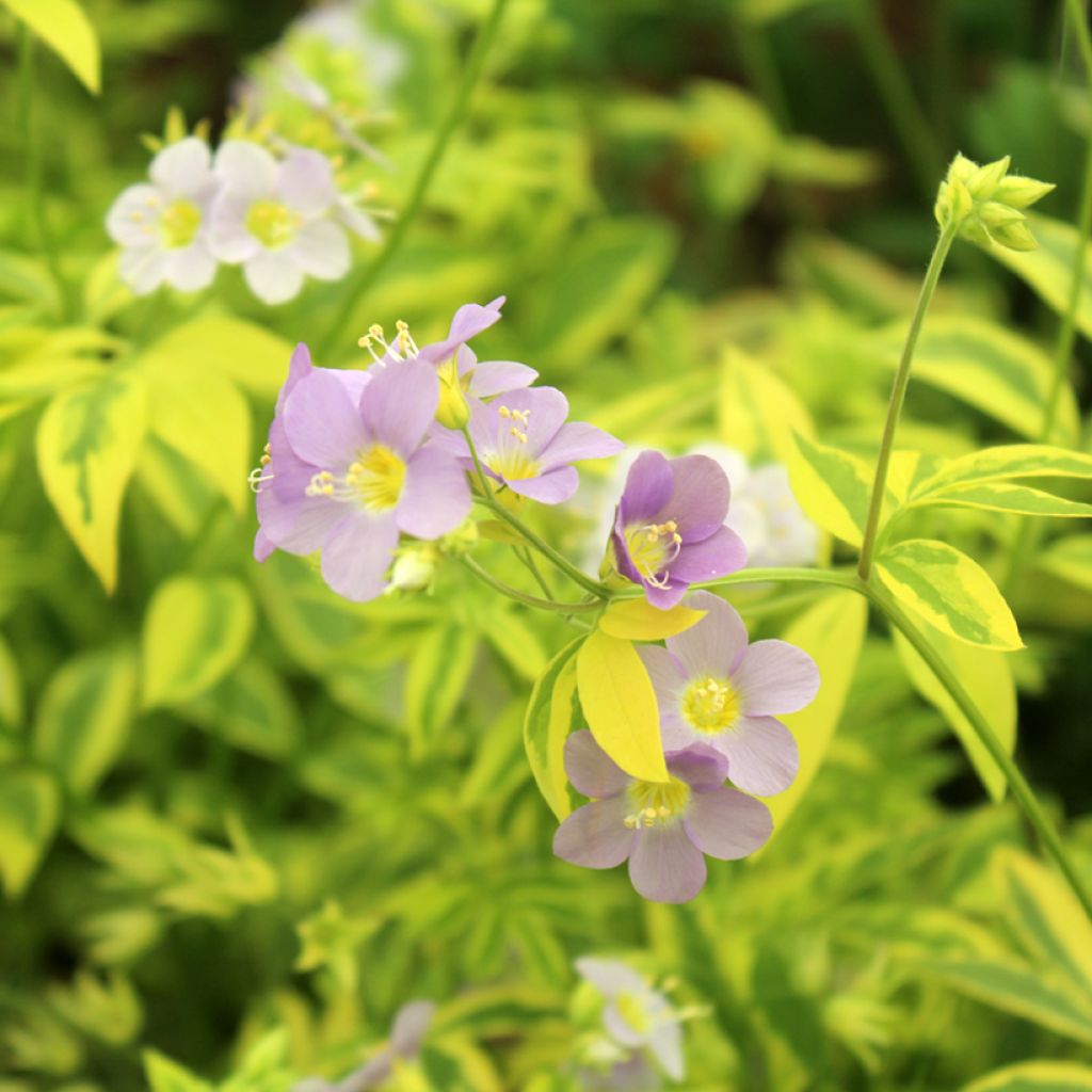 Polemonium pulcherrimum Golden Feathers - Polémoine