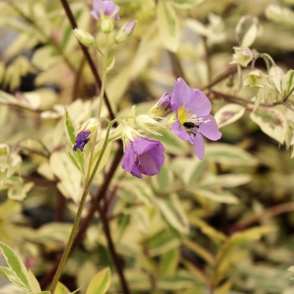 Polemonium pulcherrimum Golden Feathers - Polémoine