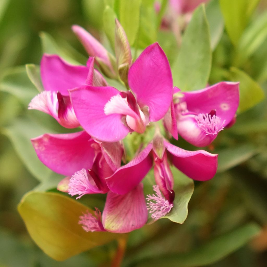 Polygala myrtifolia - Polygale à feuilles de myrte