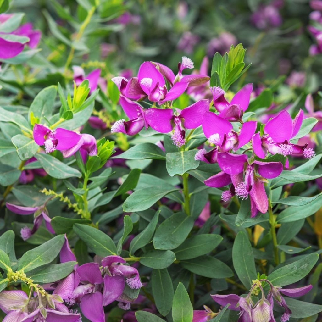 Polygala myrtifolia - Polygale à feuilles de myrte