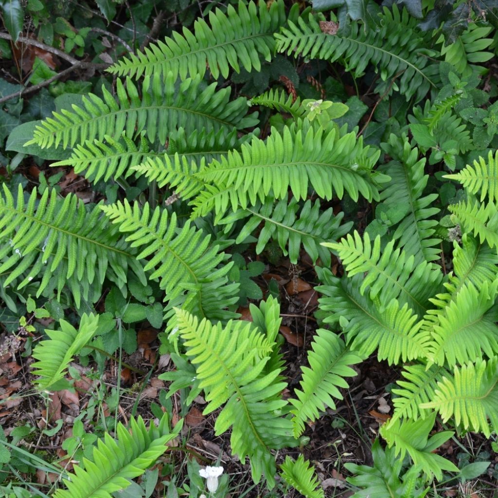 Polypodium vulgare - Fougère persistante