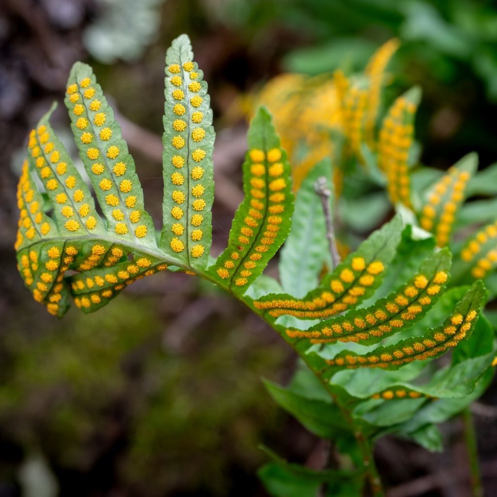 Polypodium vulgare - Fougère persistante