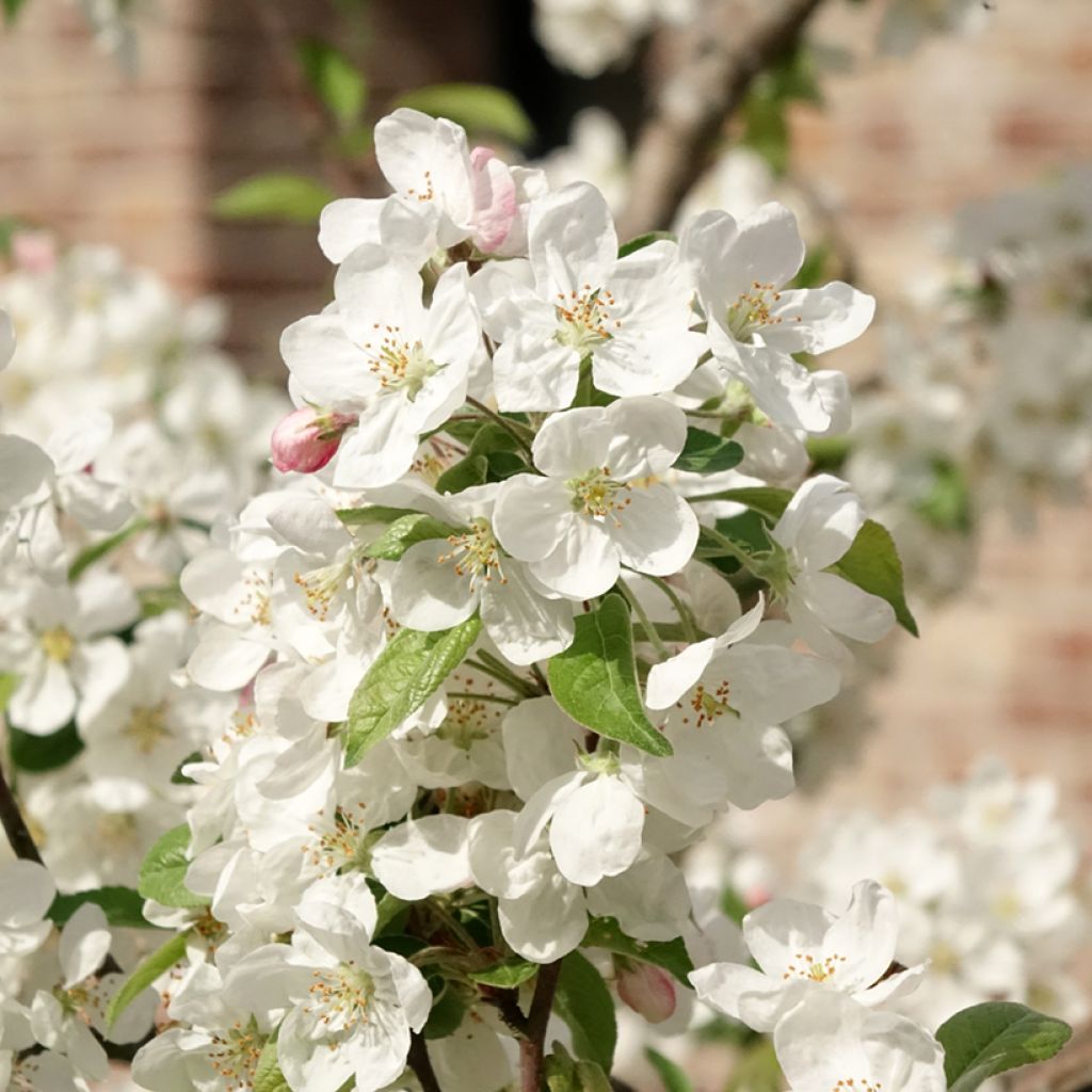 Pommier d'ornement - Malus Perpetu Evereste