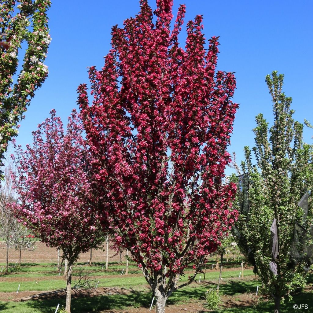 Pommier d'ornement - Malus Raspberry Spear