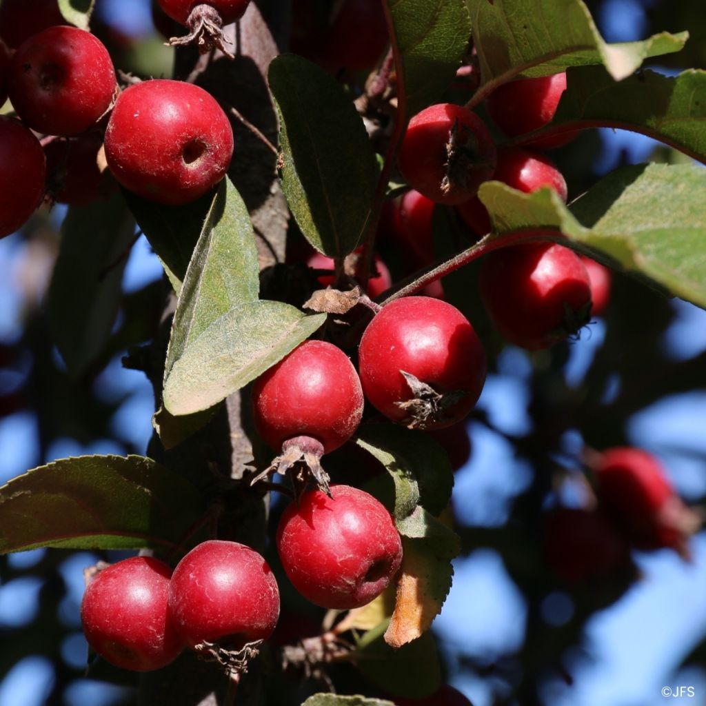 Pommier d'ornement - Malus Raspberry Spear