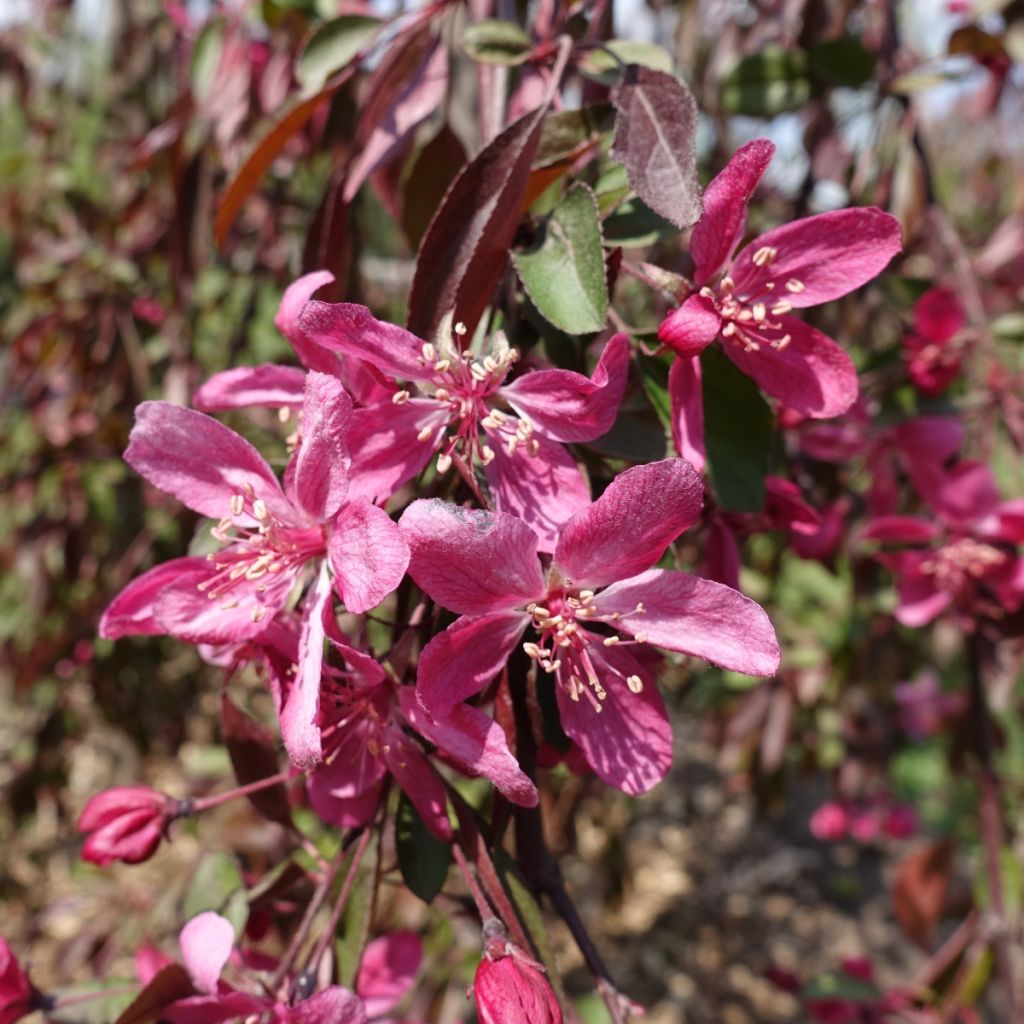 Pommier d'ornement - Malus Royal Beauty Variegata 