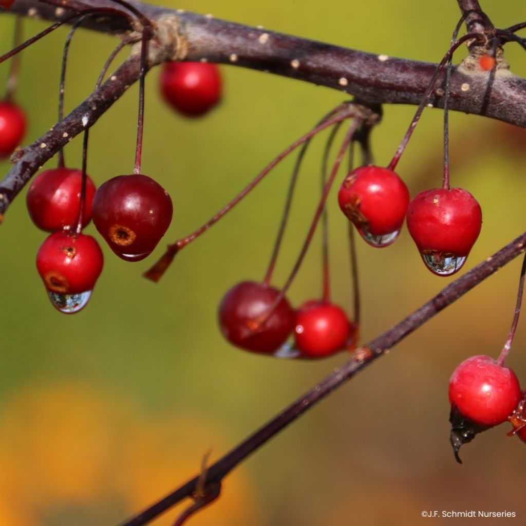 Pommier d'ornement - Malus Royal  Raindrops