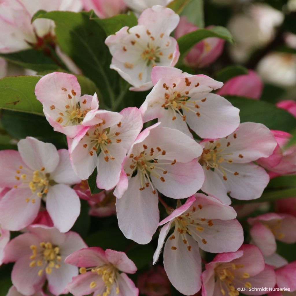 Pommier d'ornement - Malus JFS Sparkling Sprite