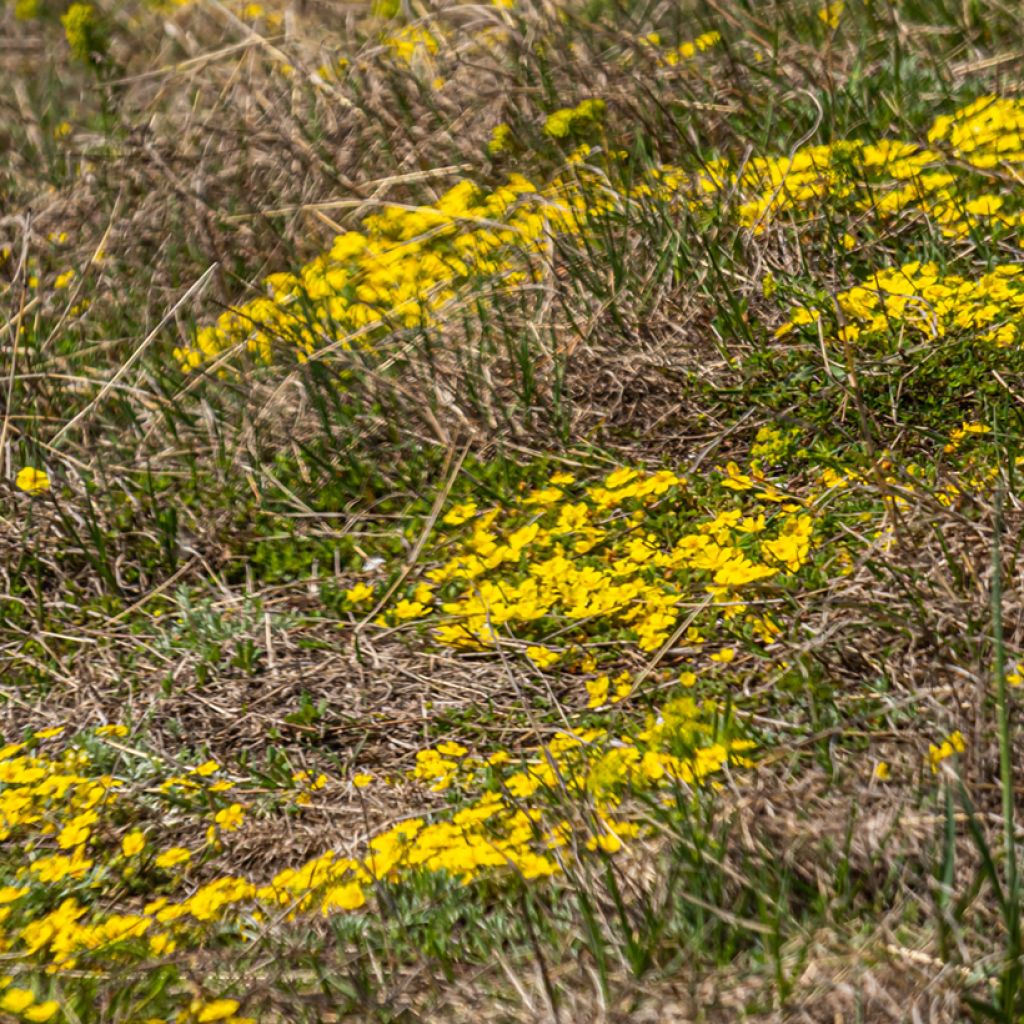 Potentilla verna - Potentille de printemps