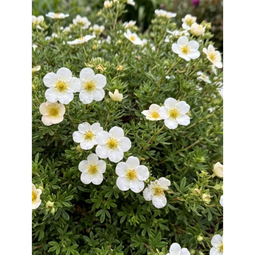 Potentilla fruticosa Creme brulée- Potentille arbustive