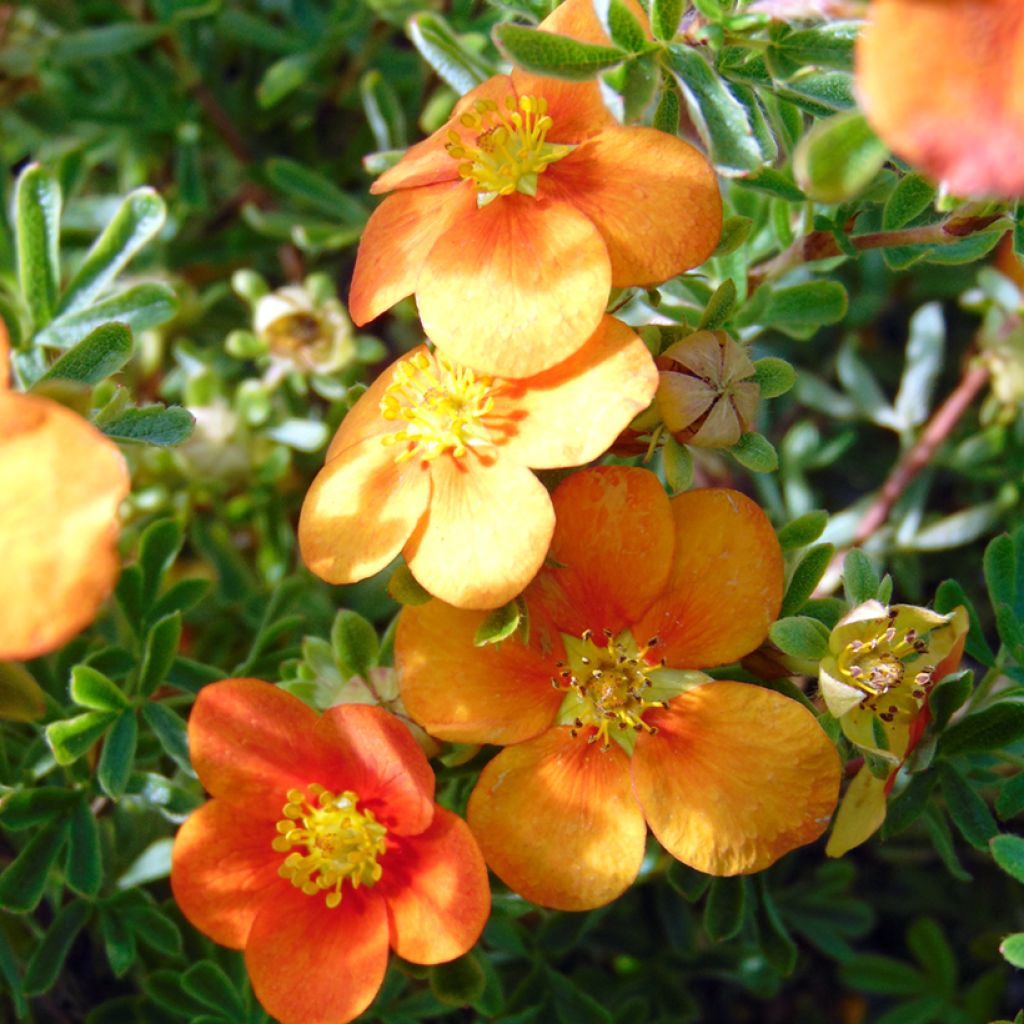 Potentille arbustive Hopley's Orange