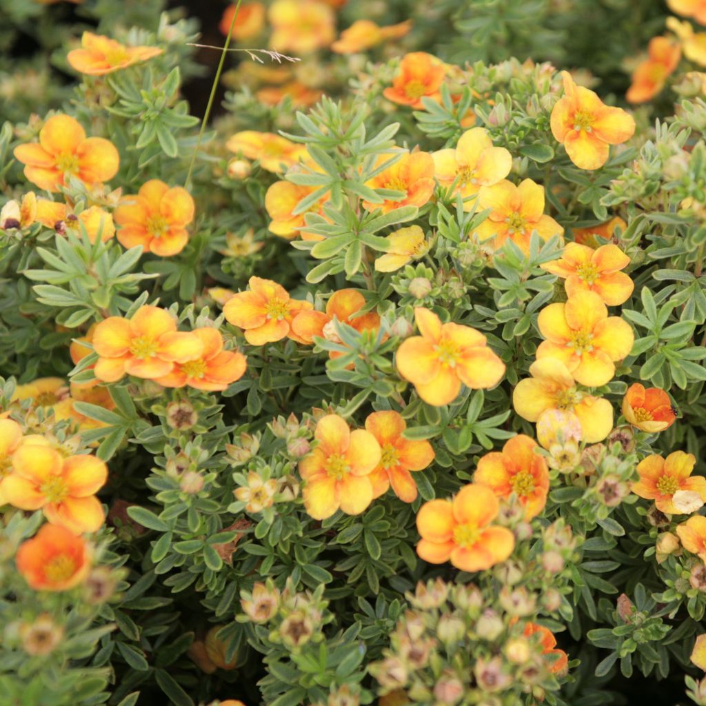 Potentille arbustive Mango Tango