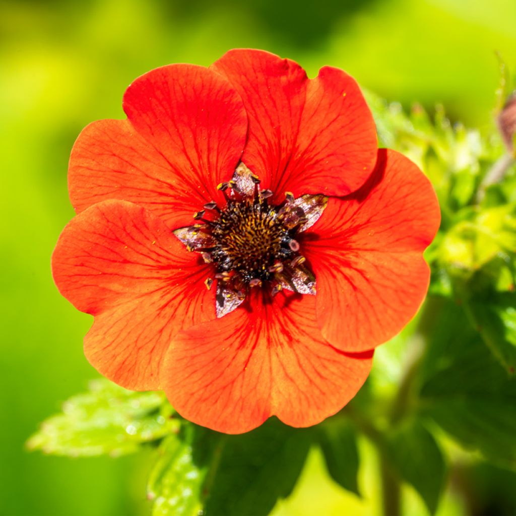 Potentille vivace - Potentilla Gibson s Scarlet
