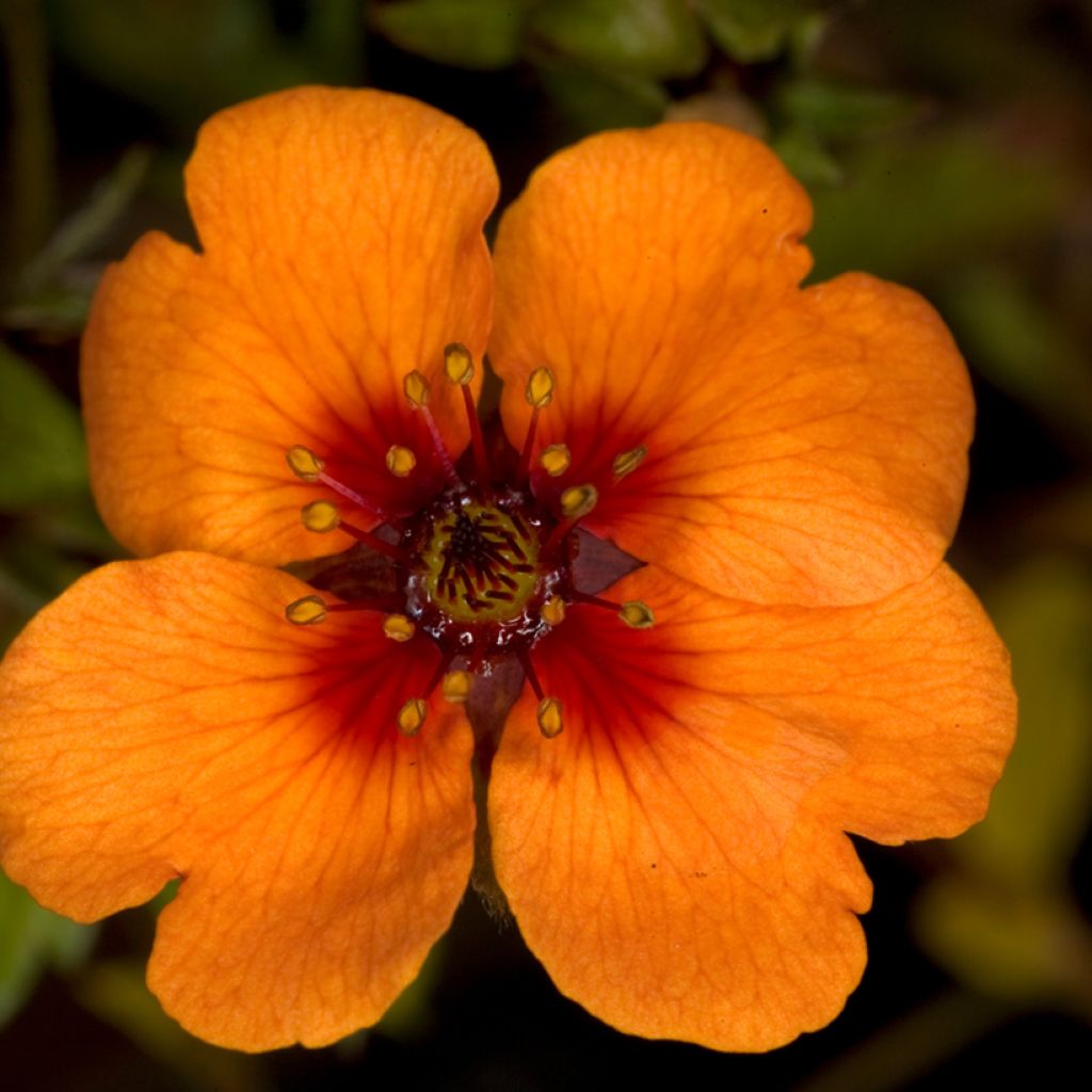 Potentille vivace - Potentilla tonguei